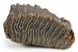 Juvenile Mammoth Molar - Siberia #303330-2